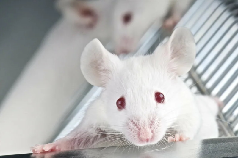 лабораторные белые мыши