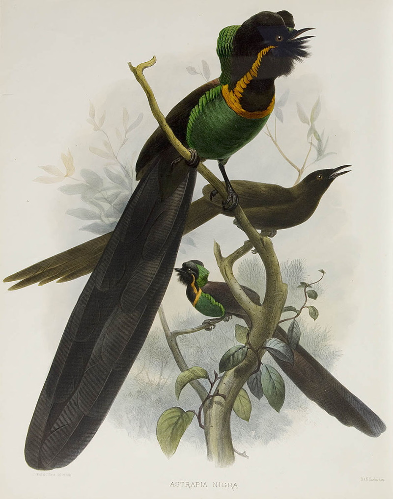 Astrapia nigra, Черноголовая астрапия - райская птица