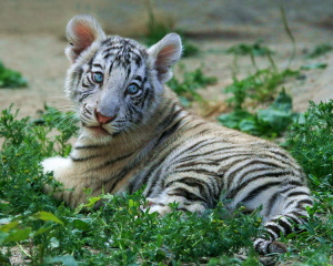 красивый белый тигренок